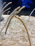 すみだ水族館に投稿された画像（2021/8/12）
