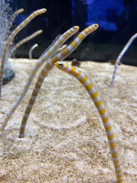 すみだ水族館に投稿された画像（2021/8/12）
