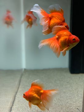 マクセル アクアパーク品川に投稿された画像（2021/8/12）