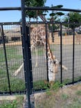 旭川市旭山動物園に投稿された画像（2021/8/12）