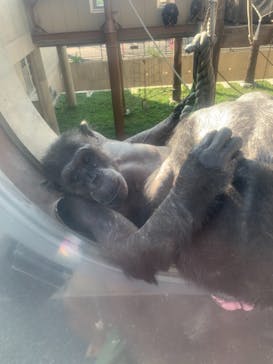 旭川市旭山動物園に投稿された画像（2021/8/12）