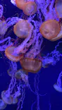 すみだ水族館に投稿された画像（2021/8/12）