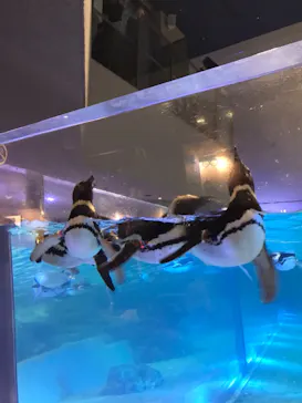 すみだ水族館に投稿された画像（2021/8/12）