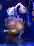すみだ水族館に投稿された画像（2021/8/12）