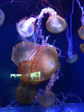 すみだ水族館に投稿された画像（2021/8/12）