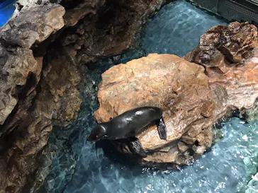 すみだ水族館に投稿された画像（2021/8/12）