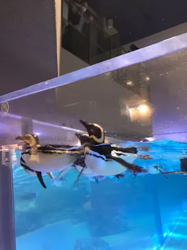 すみだ水族館に投稿された画像（2021/8/12）