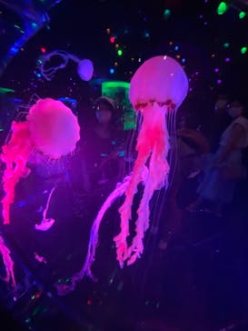 マクセル アクアパーク品川に投稿された画像（2021/8/12）