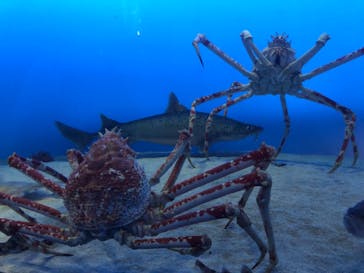 鳥羽水族館に投稿された画像（2021/8/12）