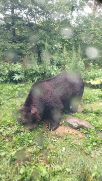 サホロリゾート　ベア･マウンテンに投稿された画像（2021/8/10）