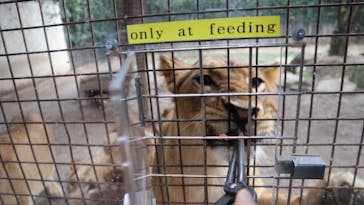 群馬サファリパークに投稿された画像（2021/8/12）