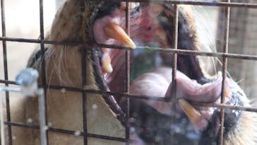 群馬サファリパークに投稿された画像（2021/8/12）