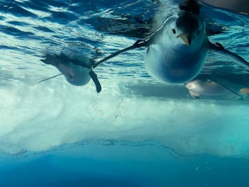 名古屋港水族館に投稿された画像（2021/8/12）