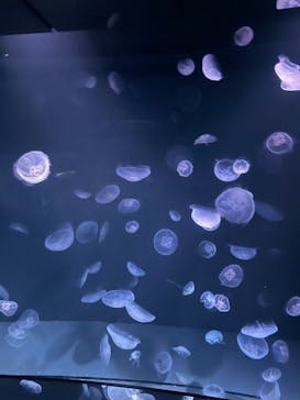 サンシャイン水族館に投稿された画像（2021/8/12）