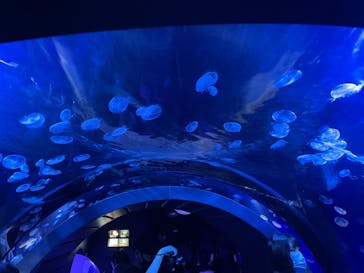 サンシャイン水族館に投稿された画像（2021/8/12）