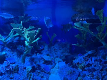 サンシャイン水族館に投稿された画像（2021/8/12）