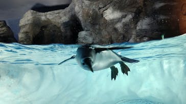 名古屋港水族館に投稿された画像（2021/8/12）