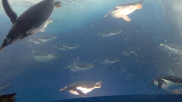 名古屋港水族館に投稿された画像（2021/8/12）