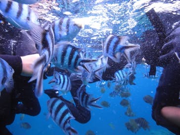 沖縄ダイビングショップシーモールに投稿された画像（2021/8/12）