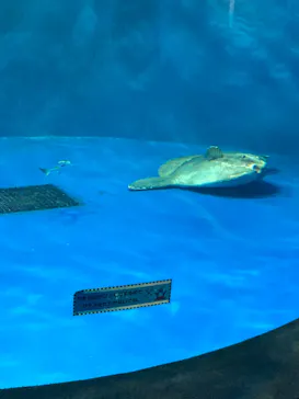 仙台うみの杜水族館に投稿された画像（2021/8/12）