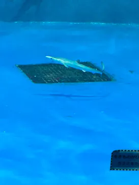 仙台うみの杜水族館に投稿された画像（2021/8/12）