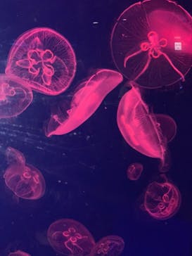 名古屋港水族館に投稿された画像（2021/8/12）