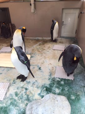 下田海中水族館に投稿された画像（2021/8/12）