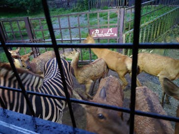 那須サファリパークに投稿された画像（2021/8/12）