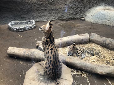 神戸どうぶつ王国に投稿された画像（2021/8/12）