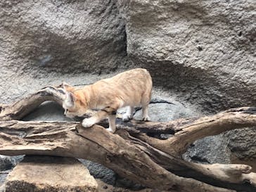 神戸どうぶつ王国に投稿された画像（2021/8/12）