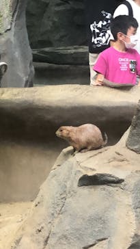 神戸どうぶつ王国に投稿された画像（2021/8/12）