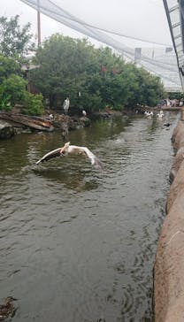 神戸どうぶつ王国に投稿された画像（2021/8/12）