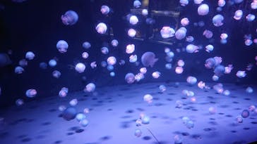 京都水族館に投稿された画像（2021/8/12）