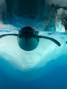 名古屋港水族館に投稿された画像（2021/8/12）