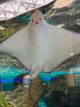 名古屋港水族館に投稿された画像（2021/8/12）