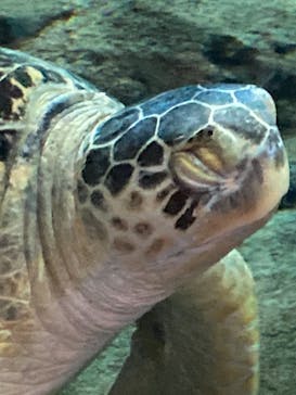 名古屋港水族館に投稿された画像（2021/8/12）