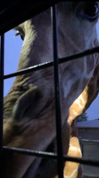 那須サファリパークに投稿された画像（2021/8/12）