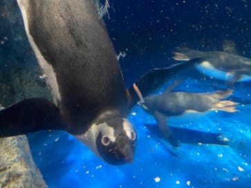 マクセル アクアパーク品川に投稿された画像（2021/8/12）