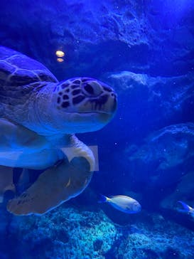 マクセル アクアパーク品川に投稿された画像（2021/8/12）