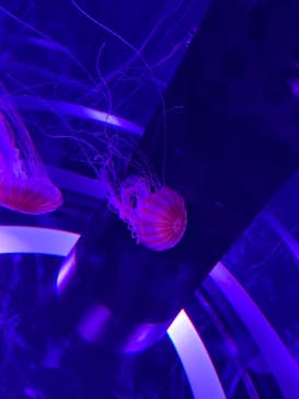 マクセル アクアパーク品川に投稿された画像（2021/8/12）