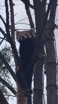 旭川市旭山動物園に投稿された画像（2021/8/12）