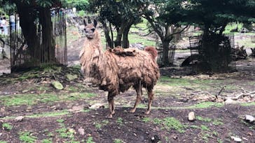 伊豆アニマルキングダムに投稿された画像（2021/8/12）