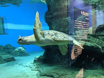 名古屋港水族館に投稿された画像（2021/8/12）