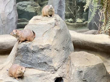 神戸どうぶつ王国に投稿された画像（2021/8/12）