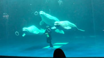 島根県立 しまね海洋館に投稿された画像（2021/8/12）