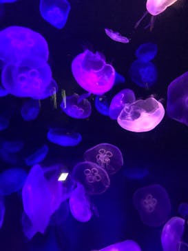 島根県立 しまね海洋館に投稿された画像（2021/8/12）