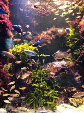 島根県立 しまね海洋館に投稿された画像（2021/8/12）