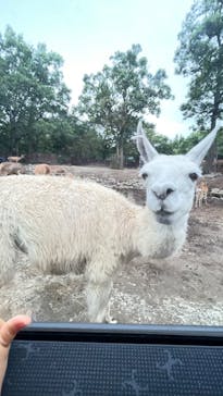 那須サファリパークに投稿された画像（2021/8/13）