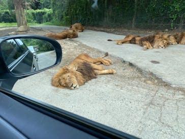 群馬サファリパークに投稿された画像（2021/8/13）