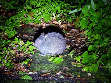 ミッドナイトツアー 奄美に投稿された画像（2021/8/13）